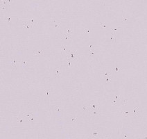 Линолеум Forbo Sphera Energetic 50234 lilac фото 1 | FLOORDEALER